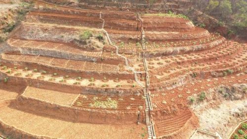 金沙江畔大崇社区:枇杷种植引领乡村振兴新篇章插图2 金沙江畔大崇社区:枇杷种植引领乡村振兴新篇章插图2