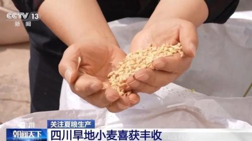 会东旱地小麦创高产纪录，全国小麦“一喷三防”促稳产增产插图2