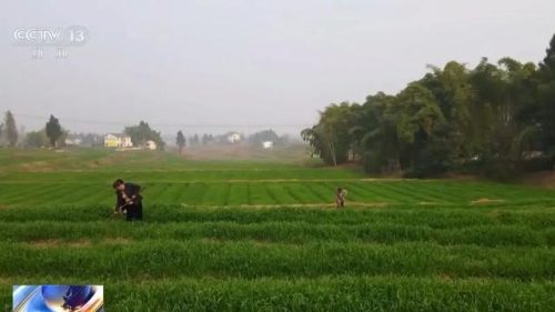 会东旱地小麦创高产纪录，全国小麦“一喷三防”促稳产增产插图3