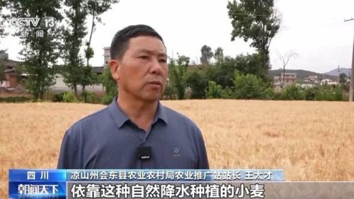 会东旱地小麦创高产纪录，全国小麦“一喷三防”促稳产增产插图1