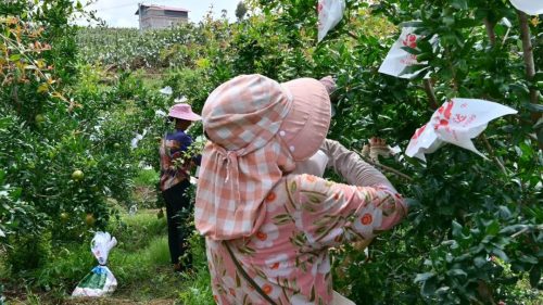 会东县石榴产业兴旺:生态套袋促丰收,合作社带动农户增收-会东网
