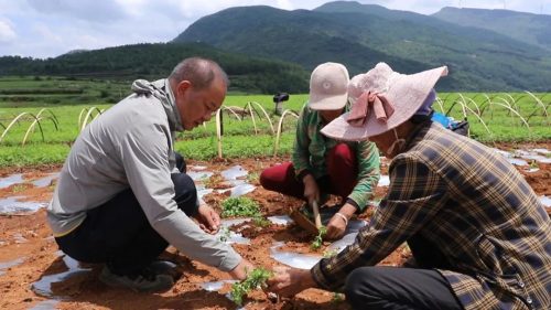 江西街乡大龙村当归种植基地:绿色产业引领乡村振兴新篇章插图2 江西街乡大龙村当归种植基地:绿色产业引领乡村振兴新篇章插图2