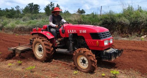江西街乡大龙村当归种植基地:绿色产业引领乡村振兴新篇章插图3 江西街乡大龙村当归种植基地:绿色产业引领乡村振兴新篇章插图3