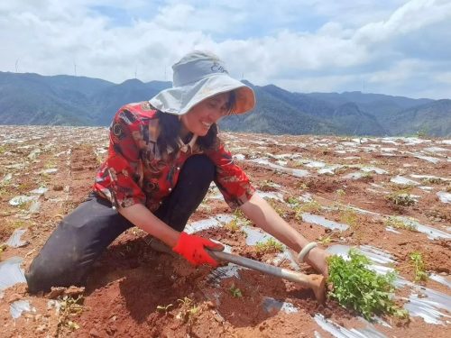 江西街乡大龙村当归种植基地:绿色产业引领乡村振兴新篇章插图4 江西街乡大龙村当归种植基地:绿色产业引领乡村振兴新篇章插图4