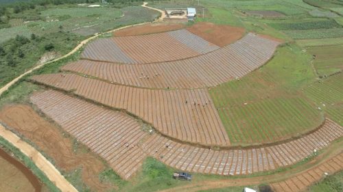 江西街乡大龙村当归种植基地:绿色产业引领乡村振兴新篇章插图5 江西街乡大龙村当归种植基地:绿色产业引领乡村振兴新篇章插图5