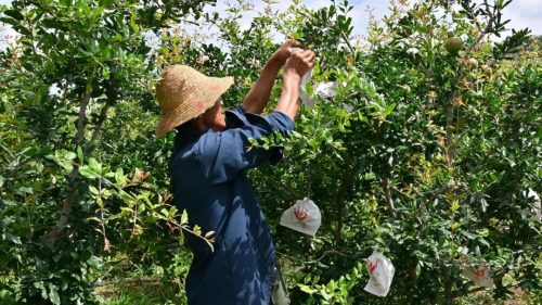 会东县石榴产业兴旺：生态套袋促丰收，合作社带动农户增收插图2
