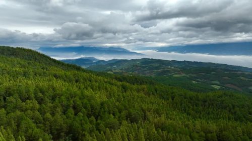 会东县黑嘎国有林区:国储林建设助力“双碳”目标,绿色经济新引擎-会东网