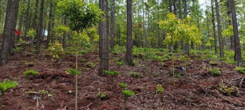 会东县黑嘎国有林区:国储林建设助力“双碳”目标,绿色经济新引擎插图1 会东县黑嘎国有林区:国储林建设助力“双碳”目标,绿色经济新引擎插图1