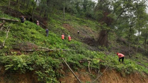 会东县黑嘎国有林区:国储林建设助力“双碳”目标,绿色经济新引擎插图2 会东县黑嘎国有林区:国储林建设助力“双碳”目标,绿色经济新引擎插图2