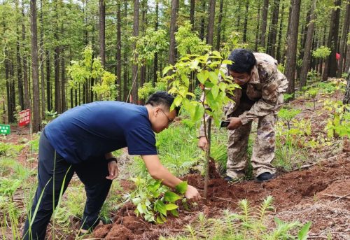会东县黑嘎国有林区:国储林建设助力“双碳”目标,绿色经济新引擎插图4 会东县黑嘎国有林区:国储林建设助力“双碳”目标,绿色经济新引擎插图4