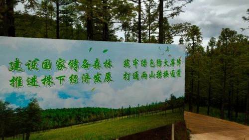 会东县黑嘎国有林区:国储林建设助力“双碳”目标,绿色经济新引擎插图5 会东县黑嘎国有林区:国储林建设助力“双碳”目标,绿色经济新引擎插图5