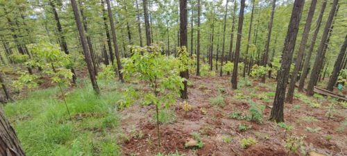 会东县黑嘎国有林区:国储林建设助力“双碳”目标,绿色经济新引擎插图6 会东县黑嘎国有林区:国储林建设助力“双碳”目标,绿色经济新引擎插图6