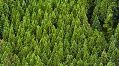 会东县黑嘎国有林区:国储林建设助力“双碳”目标,绿色经济新引擎插图7 会东县黑嘎国有林区:国储林建设助力“双碳”目标,绿色经济新引擎插图7