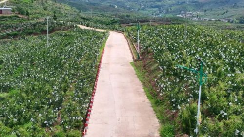 会东县石榴产业兴旺：生态套袋促丰收，合作社带动农户增收插图3