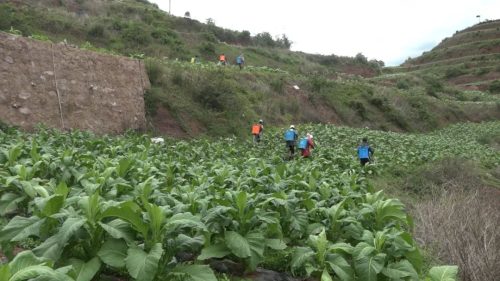 会东2024年烟叶种植面积多少，收购烟叶多少担？插图2