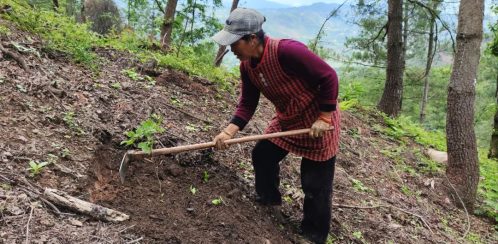 会东：推进国家储备林建设 打造“生态+经济”新画卷插图3