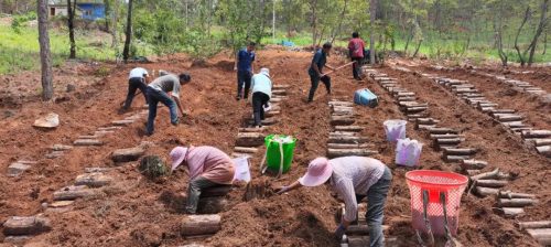 铁柳镇雄堡村:林下茯苓种植引领乡村振兴新篇章-会东网