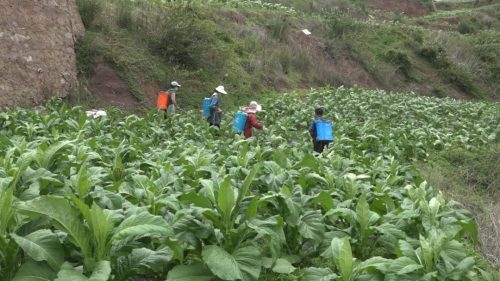 抢抓时节促生产 万亩烟叶田管忙-会东网