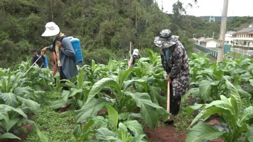 抢抓时节促生产 万亩烟叶田管忙插图1