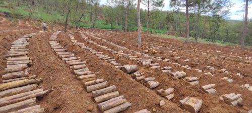 铁柳镇雄堡村:林下茯苓种植引领乡村振兴新篇章插图1 铁柳镇雄堡村:林下茯苓种植引领乡村振兴新篇章插图1