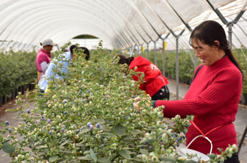 “晴山蓝”2024年产季圆满收官 蓝莓销售额突破亿元大关插图3