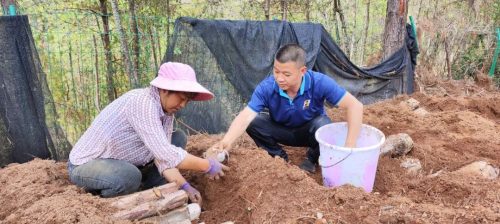 铁柳镇雄堡村:林下茯苓种植引领乡村振兴新篇章插图2 铁柳镇雄堡村:林下茯苓种植引领乡村振兴新篇章插图2