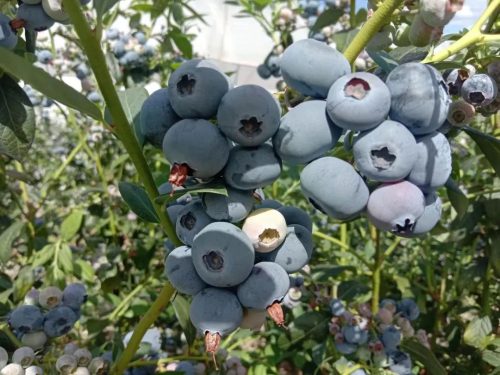 “晴山蓝”2024年产季圆满收官 蓝莓销售额突破亿元大关插图1