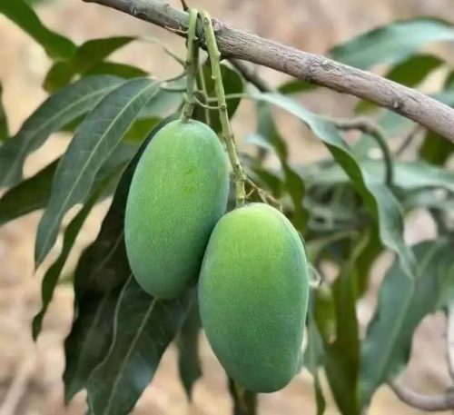 四川会东千亩椰香芒硕果压枝头 果农“芒”出致富路插图