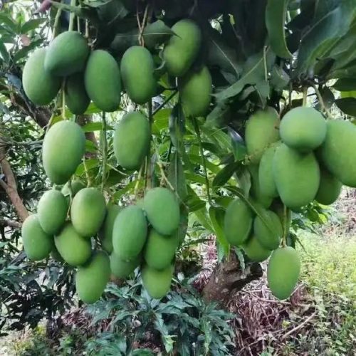 四川会东千亩椰香芒硕果压枝头 果农“芒”出致富路插图1