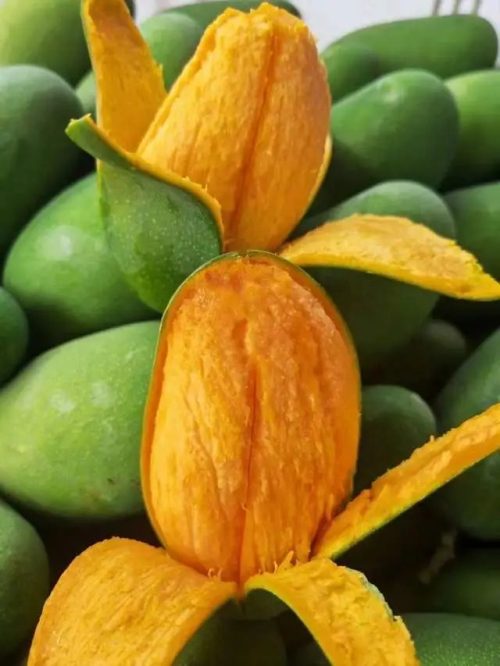 四川会东千亩椰香芒硕果压枝头 果农“芒”出致富路插图2