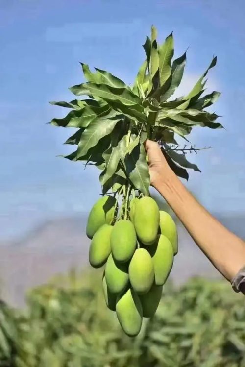 四川会东千亩椰香芒硕果压枝头 果农“芒”出致富路插图3