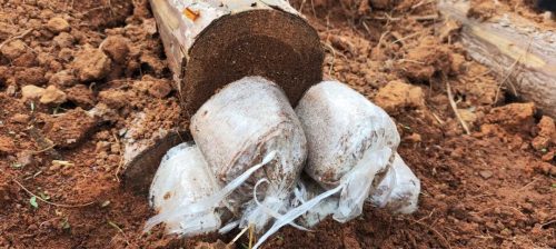 铁柳镇雄堡村:林下茯苓种植引领乡村振兴新篇章插图3 铁柳镇雄堡村:林下茯苓种植引领乡村振兴新篇章插图3