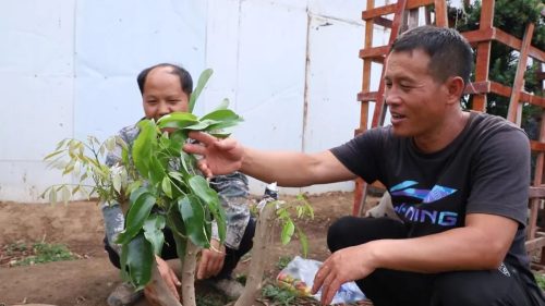 “田秀才”“土专家” 助力乡村全面振兴插图1