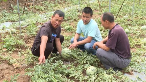 “田秀才”“土专家” 助力乡村全面振兴插图3