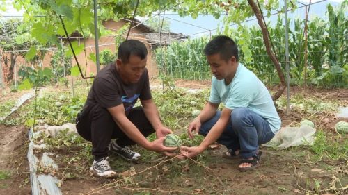 “田秀才”“土专家” 助力乡村全面振兴插图4