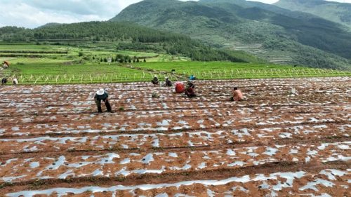江西街乡大龙村当归种植基地:绿色产业引领乡村振兴新篇章插图1 江西街乡大龙村当归种植基地:绿色产业引领乡村振兴新篇章插图1