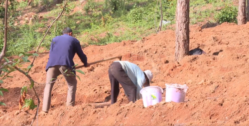 会东县:林下经济助力乡村振兴,拓宽群众增收路-会东网