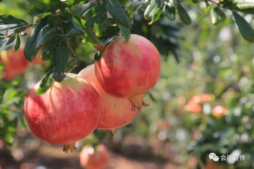 国庆畅游会理：探秘古城文脉，品味多彩民族风情与美食盛宴插图14