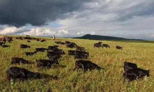 会理市：历史文化名城与资源富集的现代化发展典范插图1