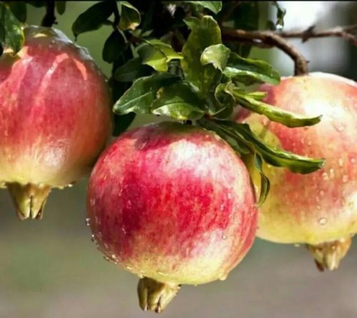 会理市：历史文化名城与资源富集的现代化发展典范插图9