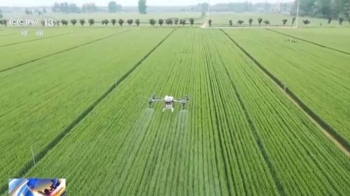 会东旱地小麦创高产纪录，全国小麦“一喷三防”促稳产增产插图5