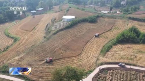 会东旱地小麦创高产纪录，全国小麦“一喷三防”促稳产增产-会东网