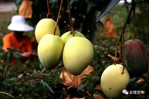 国庆畅游会理：探秘古城文脉，品味多彩民族风情与美食盛宴插图13