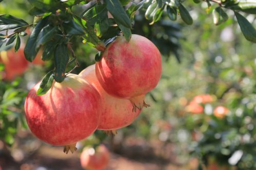 会理·中国石榴之乡：金秋的甜蜜邂逅-会东网