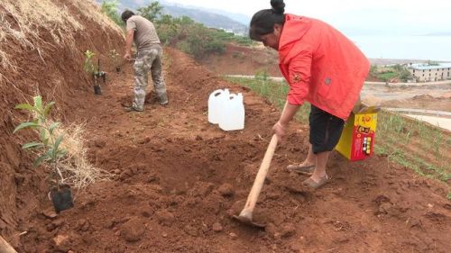 金沙江畔大崇社区:枇杷种植引领乡村振兴新篇章插图1 金沙江畔大崇社区:枇杷种植引领乡村振兴新篇章插图1