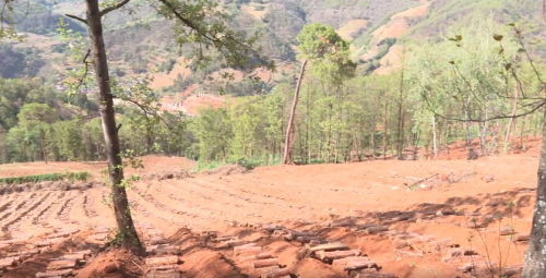 会东县：林下经济助力乡村振兴，拓宽群众增收路插图1