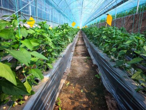 会东县移民蔬菜基地喜获丰收，产业扶贫助力乡村振兴插图