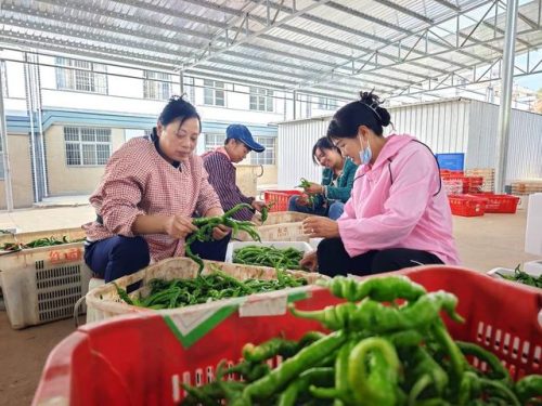 会东县移民蔬菜基地喜获丰收，产业扶贫助力乡村振兴-会东网