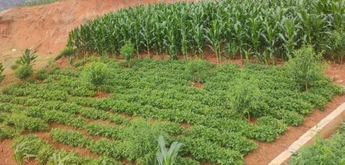 金沙江畔大崇社区:枇杷种植引领乡村振兴新篇章插图 金沙江畔大崇社区:枇杷种植引领乡村振兴新篇章插图