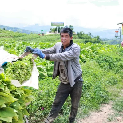 会东县烟叶丰收季:烟农抢抓时节忙采收,技术指导助力增效增收-会东网